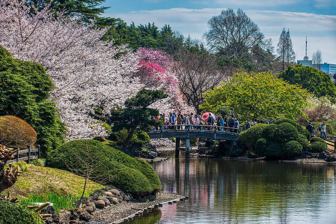 Kirschblüte im Shinjuku-Gyoen Park, Tokio, Honshu, Japan, Asien