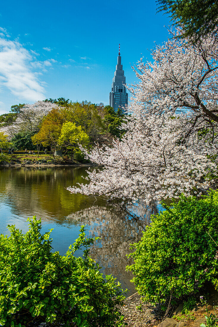 Cherry blossom in the Shinjuku-Gyoen Park, Tokyo, Honshu, Japan, Asia