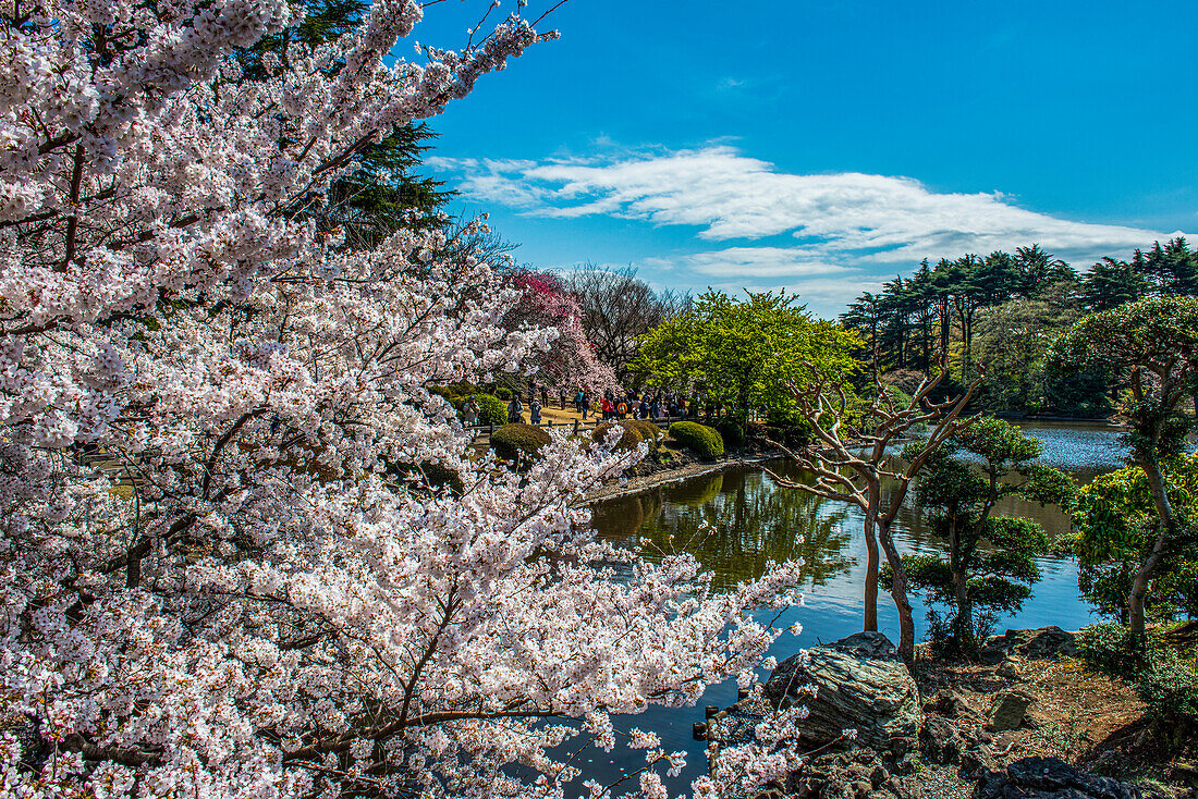 Kirschblüte im Shinjuku-Gyoen Park, Tokio, Honshu, Japan, Asien