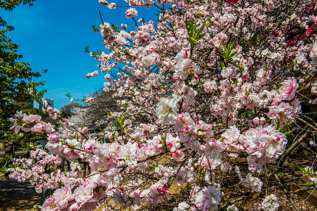 Cherry blossom in the Shinjuku-Gyoen Park, Tokyo, Honshu, Japan, Asia