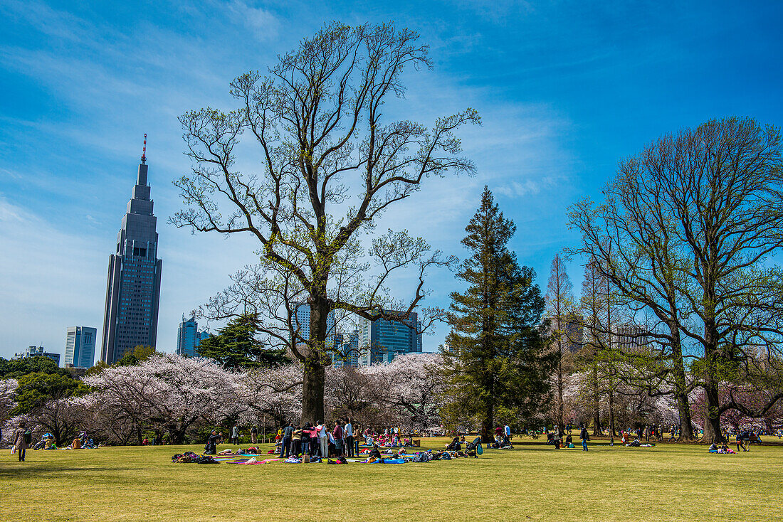 Picnic in the cherry blossom in the Shinjuku-Gyoen Park, Tokyo, Honshu, Japan, Asia