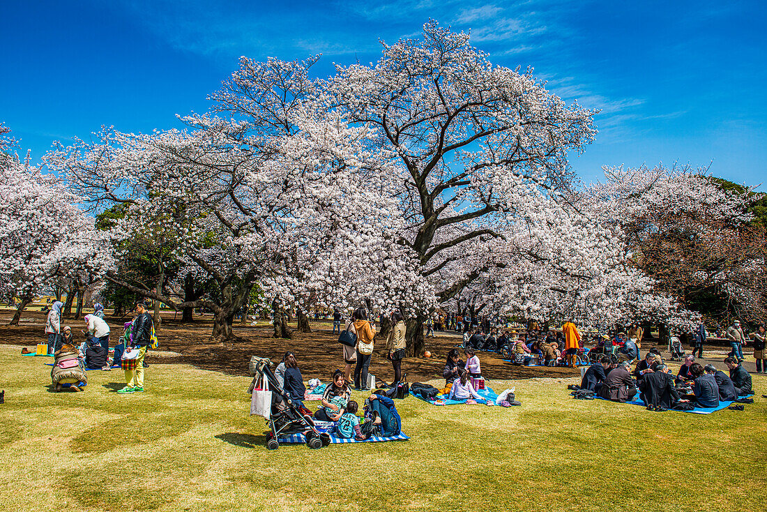 Picknick inmitten der Kirschblüte im Shinjuku-Gyoen-Park, Tokio, Honshu, Japan, Asien