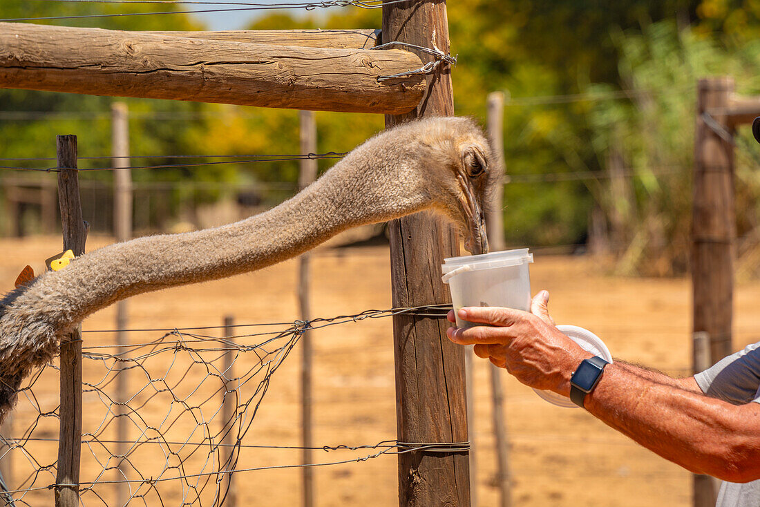 Blick auf einen Besucher, der einen Strauß auf der Safari-Straußenfarm füttert, Oudtshoorn, Westkap, Südafrika, Afrika