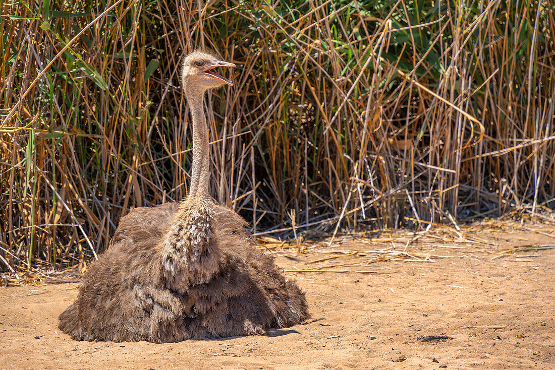 View of an Ostrich at Safari Ostrich Farm, Oudtshoorn, Western Cape, South Africa, Africa