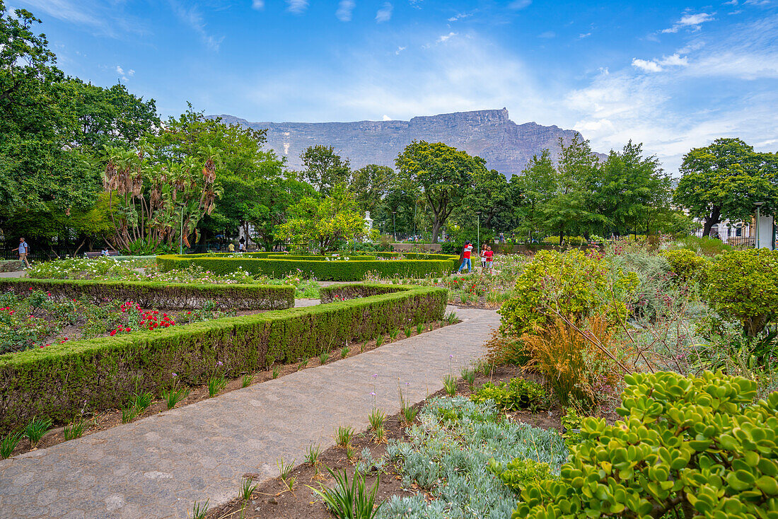 Blick auf den Rosengarten im Company's Garden und den Tafelberg im Hintergrund, Kapstadt, Westkap, Südafrika, Afrika