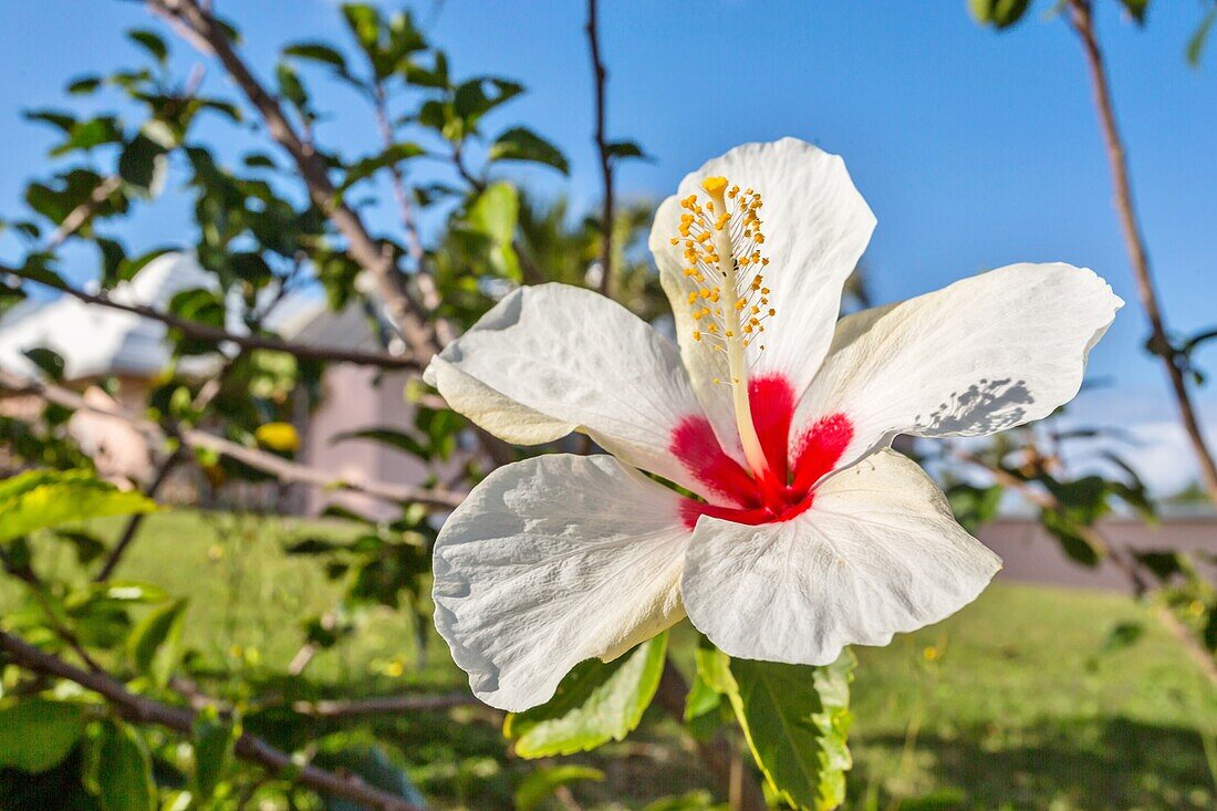 Weiße Chinesische Hibiskusblüte (Hibiscus rosa-sinensis), Bermuda, Nordatlantik, Nordamerika