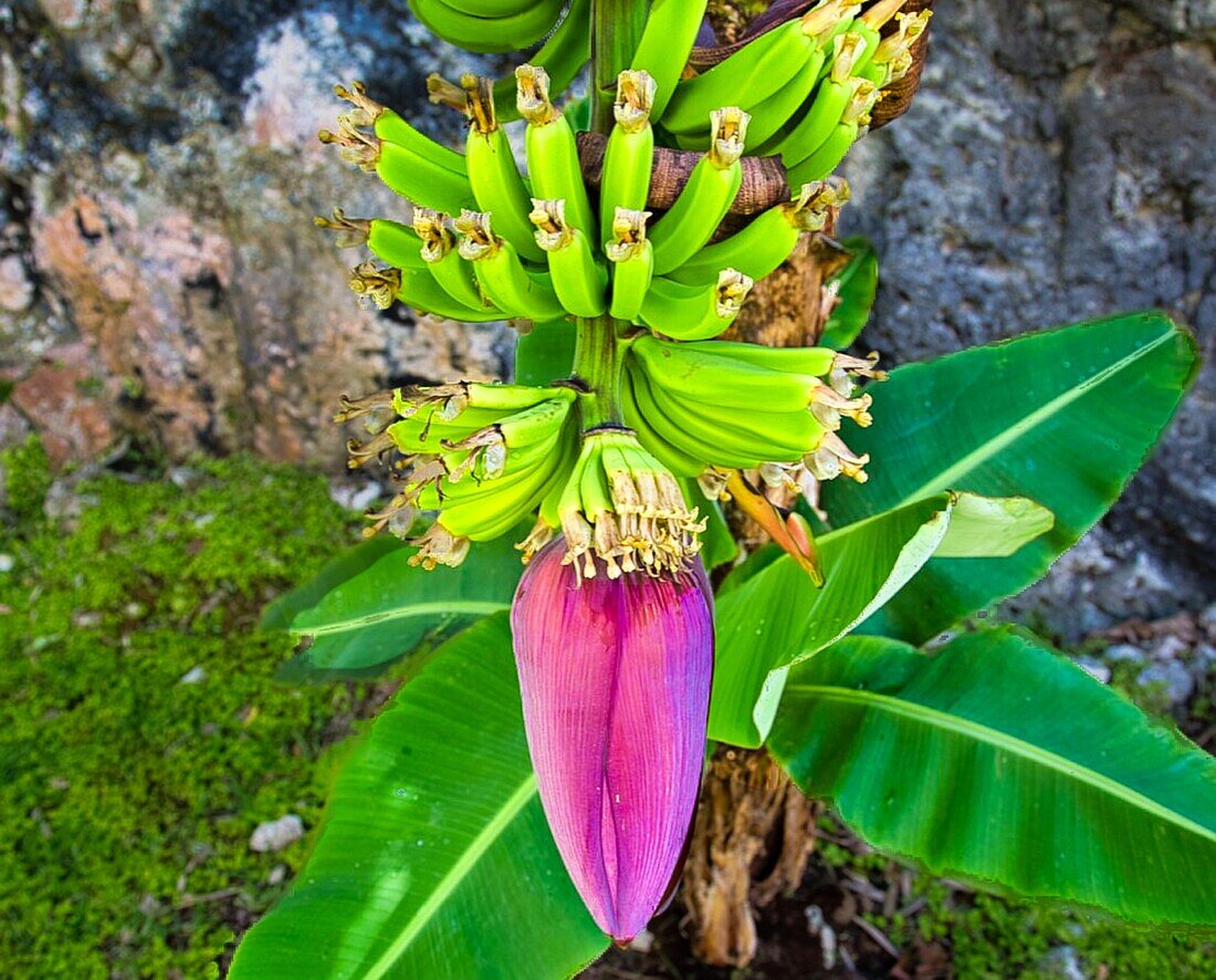 Banana Plant with fruit growing from it, Bermuda, North Atlantic, North America