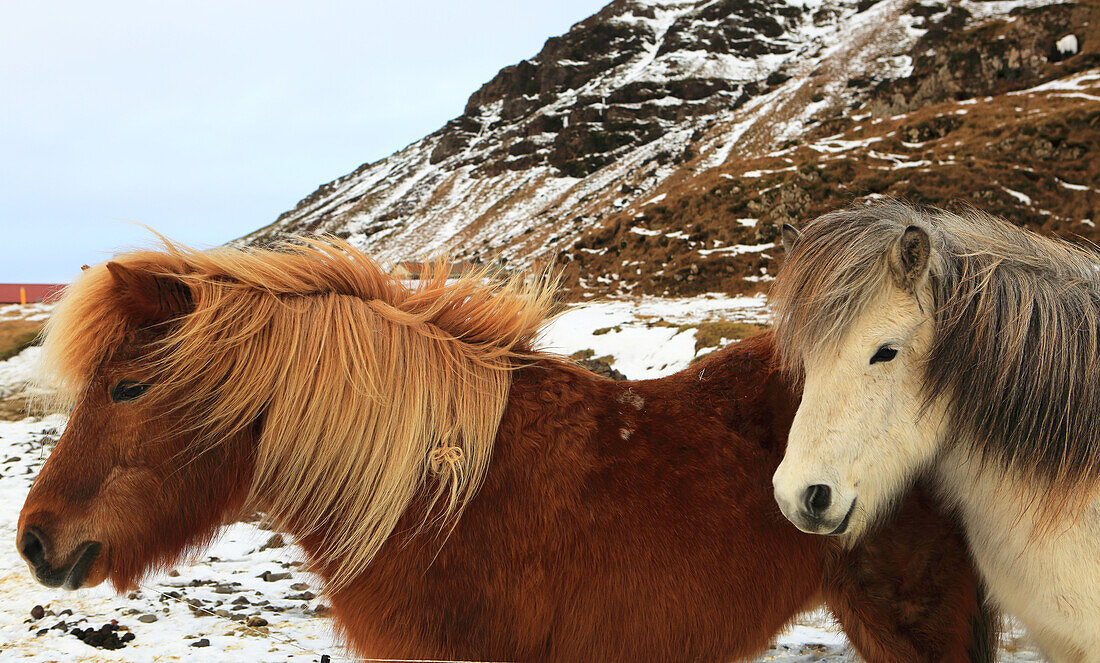 Islandponys, Südisland, Polarregionen