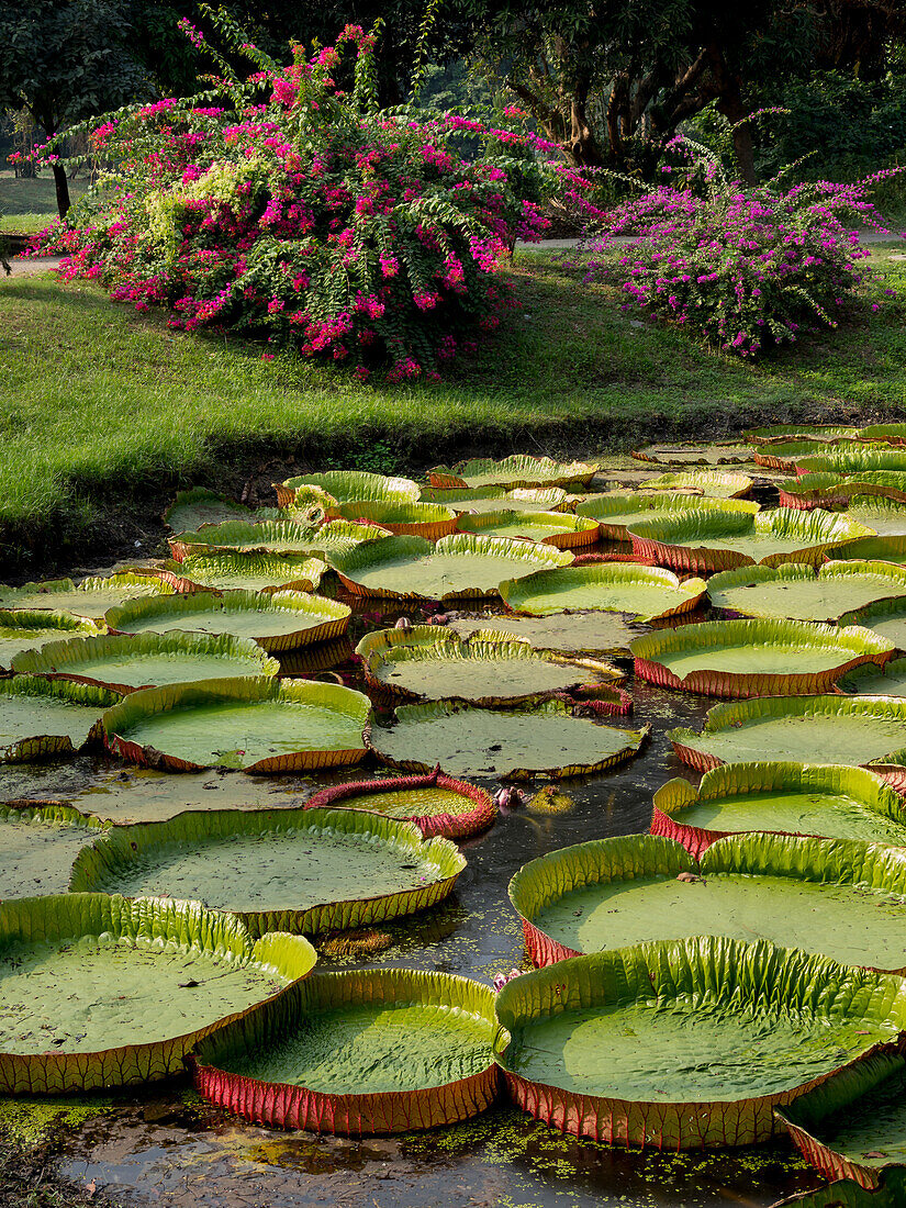 Riesige Lilien, Botanischer Garten, Kalkutta, Westbengalen, Indien, Asien