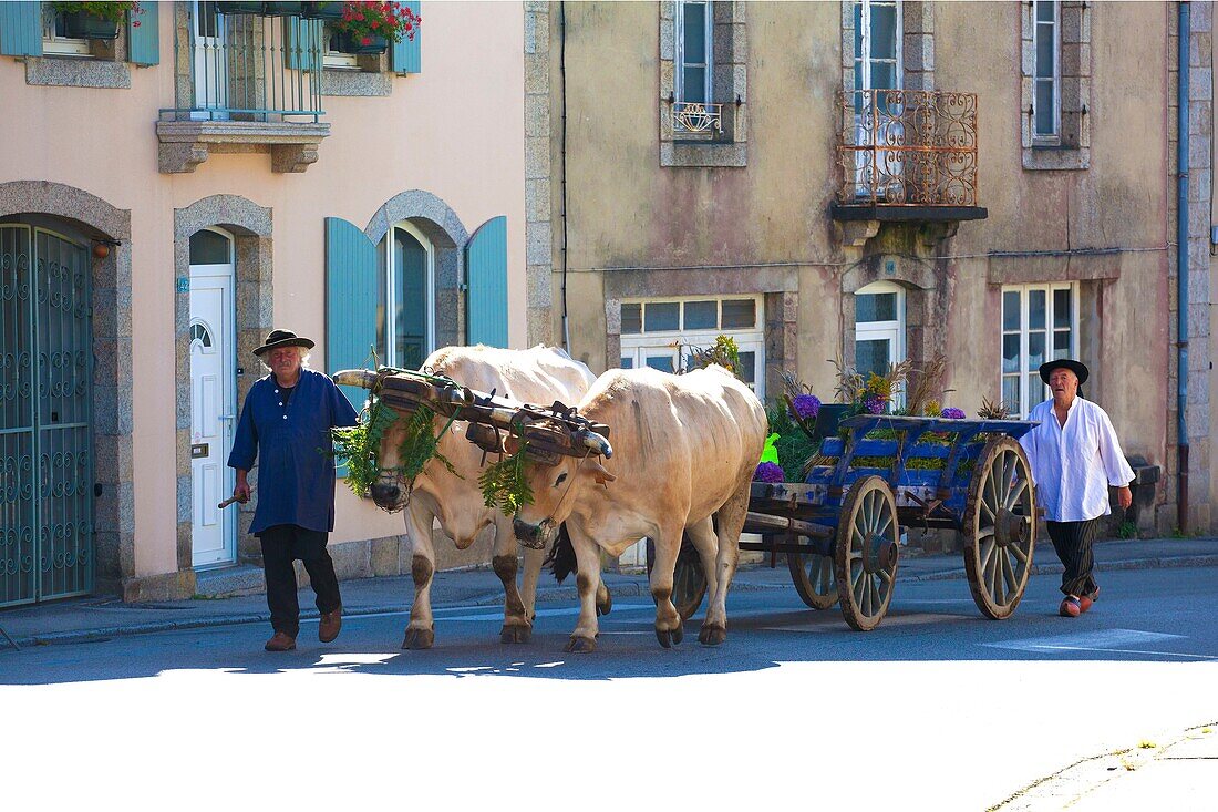 France, Finistere, parade of the Gorse Flower Festival 2015 in Pont Aven, Jean Bernard Huon and his oxen