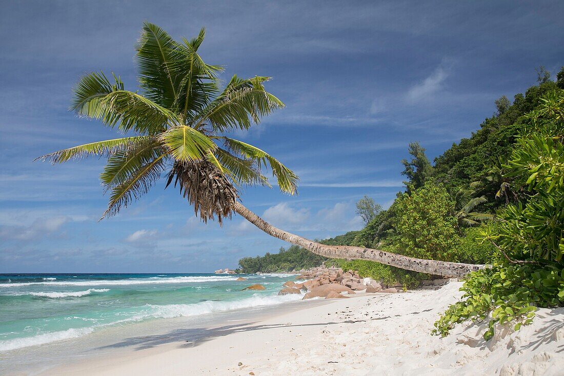 Seychellen, La Digue, Anse Fourmis, Strand mit Palmen