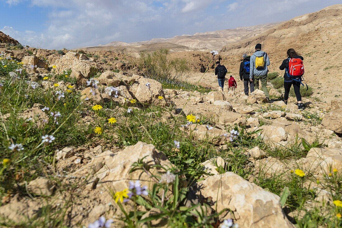 Israel, Judean and Samaria region, Judean desert, trekking at Kfar Hanokdim, area of Masada National Park et Ein Gedi Nature Reserve