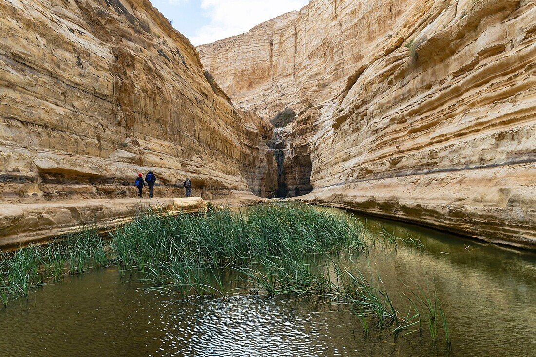 Israel, South District, Negev Desert, Ein Avdat Canyon