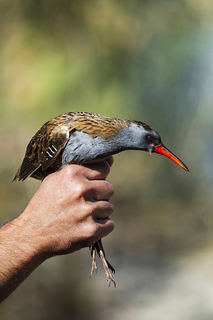 Israel, South District, Eliat, The Bird Sanctuary