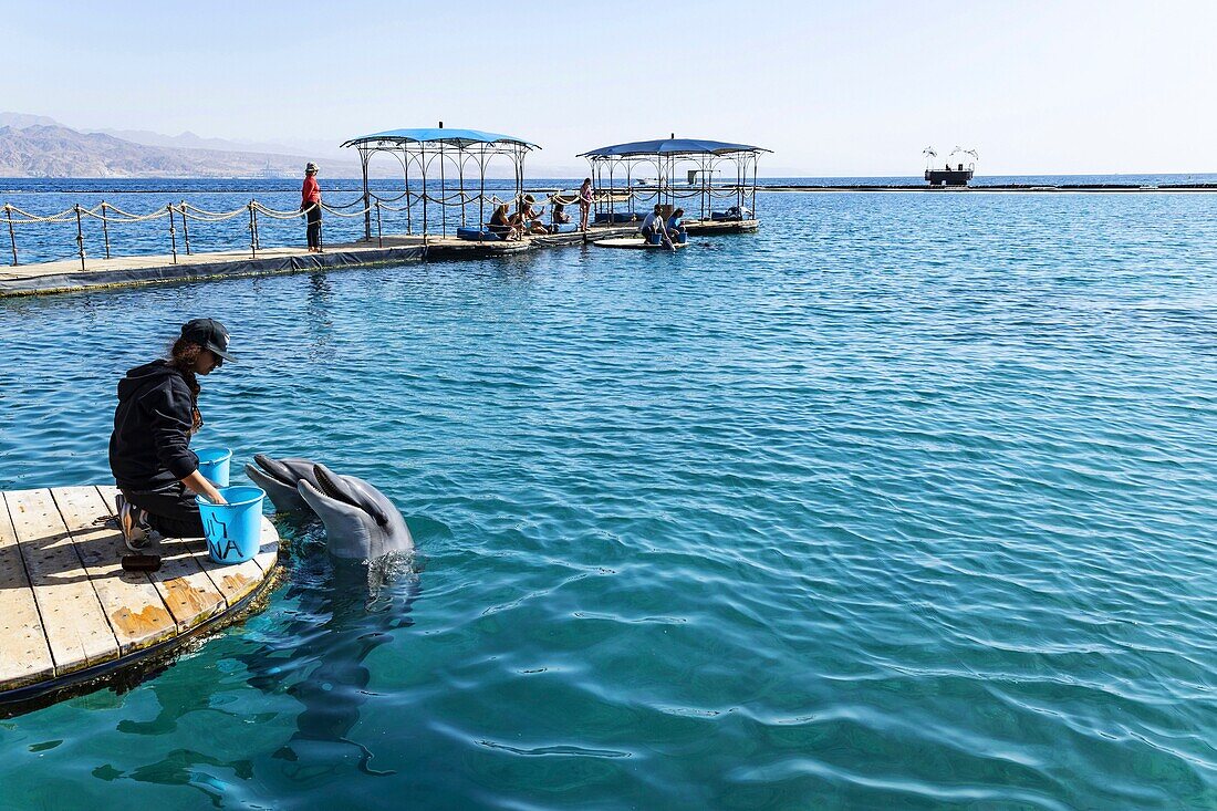 Israel, South District, Eliat, dolphins diving center