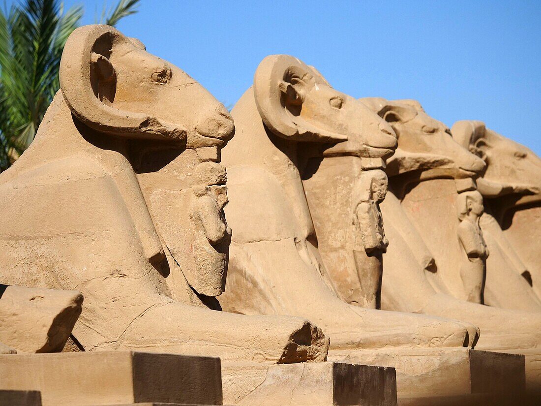 Egypt, Upper Egypt, Nile Valley, Luxor, Karnak classified as World Heritage by UNESCO, temple dedicated to the god Amon, alley of criosphinx (lion's body and ram's head), sacred animal of Amon with the pharaoh between the legs Ramses II as Osiris