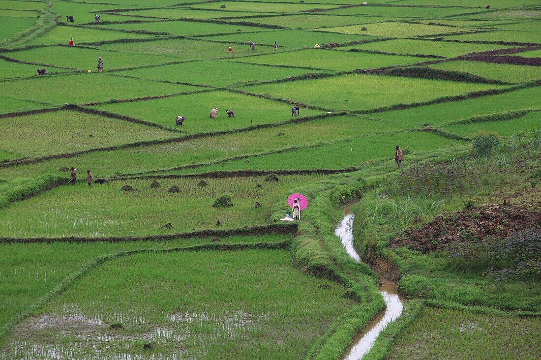 Rwanda, center of the country, woman with pink umbrella in the middle of the workers in a chlorophyll green tea plantation