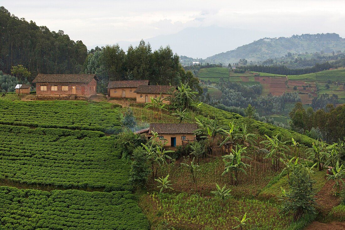 Rwanda, center of the country, adobe houses on a hill planted with tea