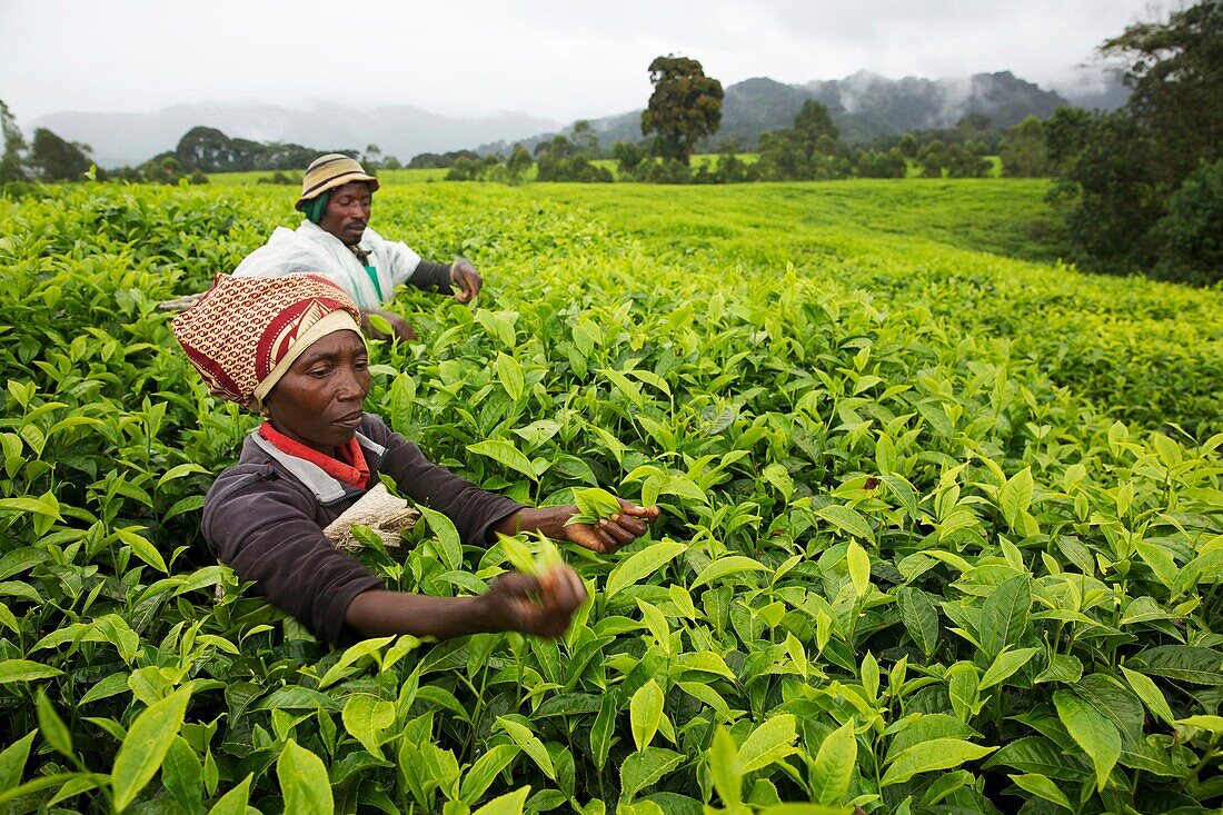 Rwanda, center of the country, couple of farmers picking tea leaves in a tea plantation