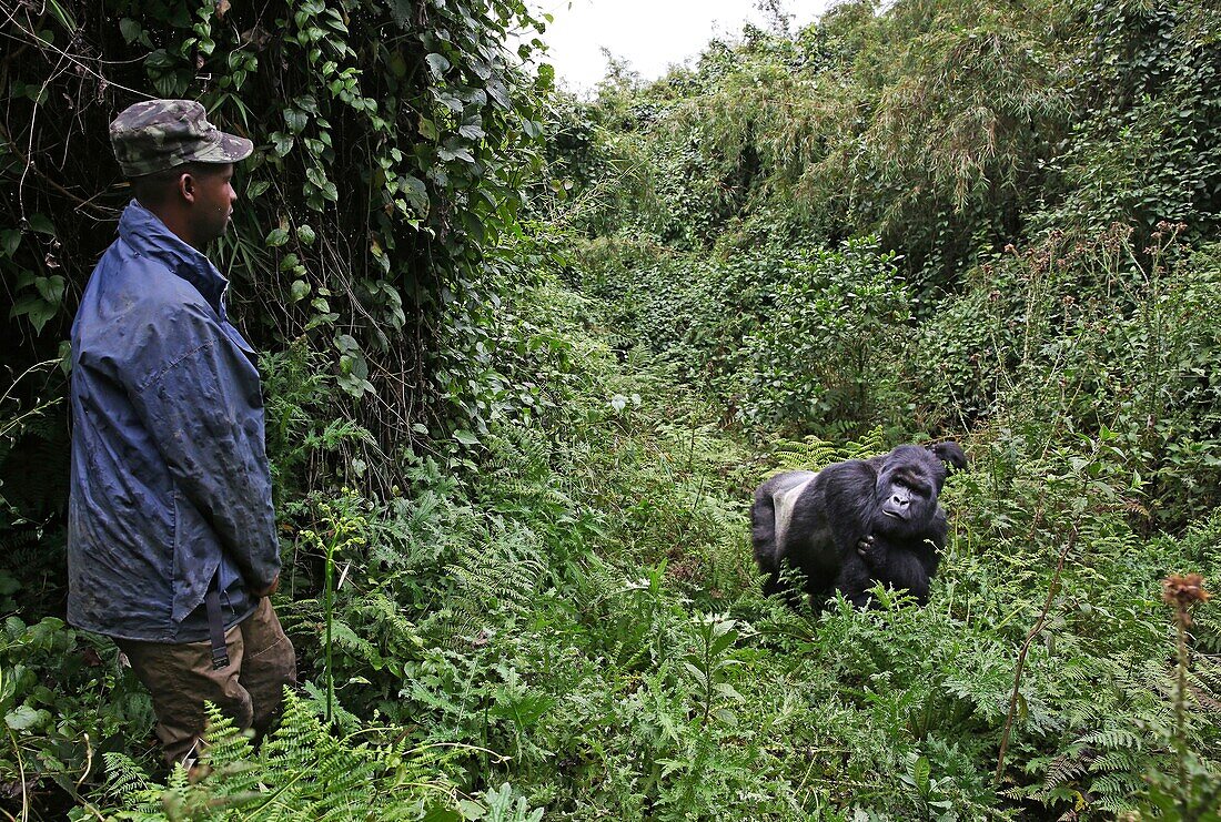 Rwanda, Volcanoes National Park, male mountain gorilla or silver back in a forest clearing alongside a Rwandan ranger