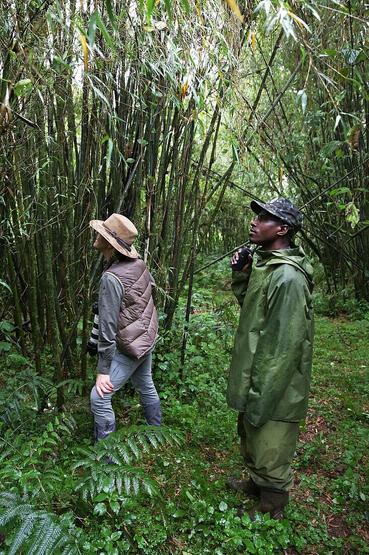 Rwanda, Volcanoes National Park, Rwandan ranger accompanying a tourist equipped with a telephoto camera in the heart of the forest