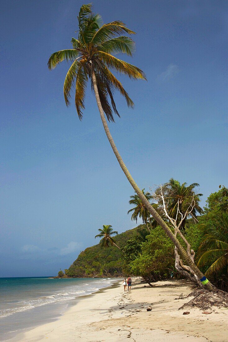 Kolumbien, Insel Providencia, Pärchen spaziert am Strand von Manzanillo, der von hohen Kokospalmen gesäumt ist und vom Karibischen Meer umspült wird