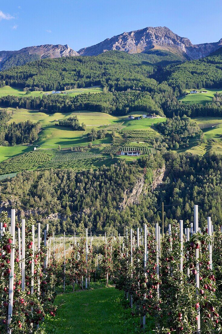 Italien, autonome Provinz Bozen, Vinschgau, Apfelbäume am Fuße eines grünen Berges