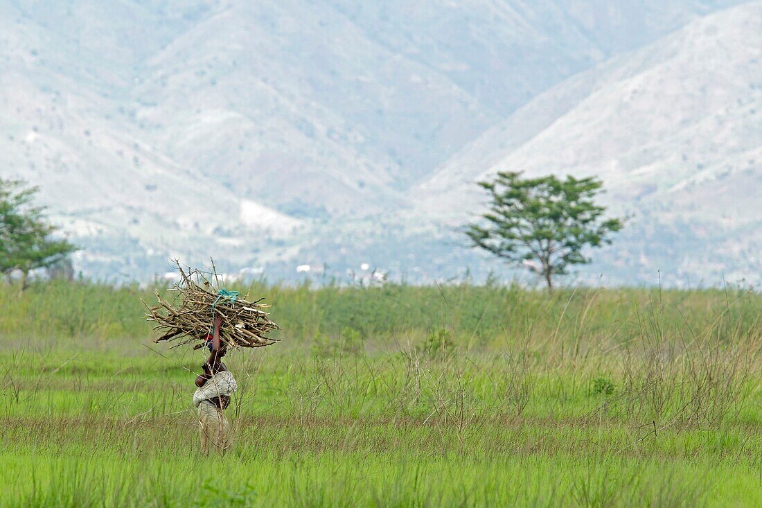 Burundi, Naturschutzgebiet von Rusizi, Holzsammlung durch Frauen