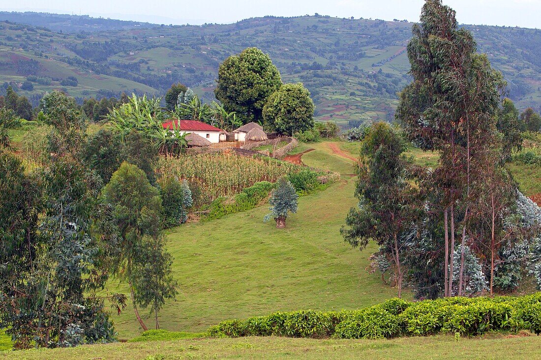 Burundi, Buyenzi, Tabletts, Land der tausend Hügel