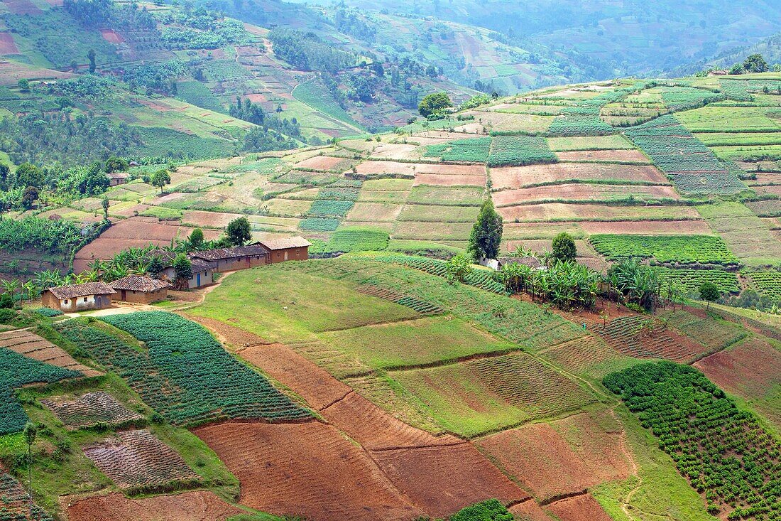 Burundi, Buyenzi, Trays, Land mit den tausend Hügeln, Landwirtschaft