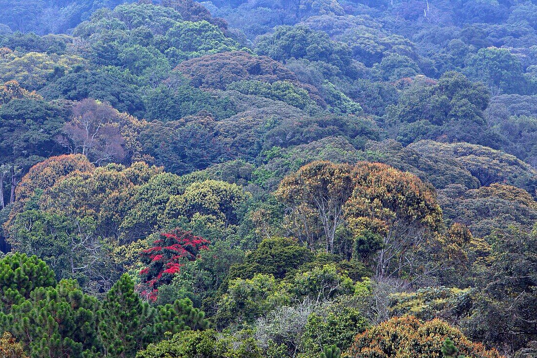 Burundi, Kibira National Park, mountain forest