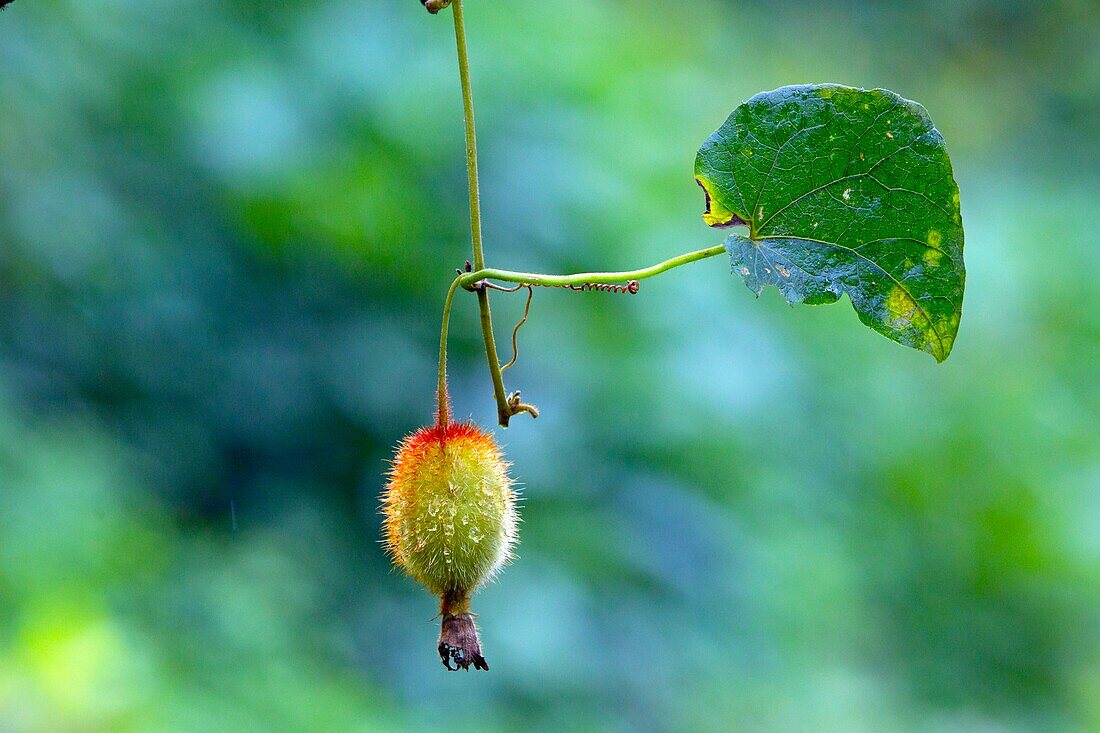 Burundi, Kibira-Nationalpark, Bergwald, Früchte