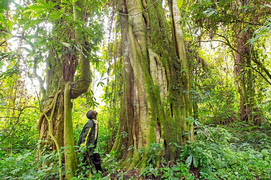 Burundi, Kibira National Park, mountain forest