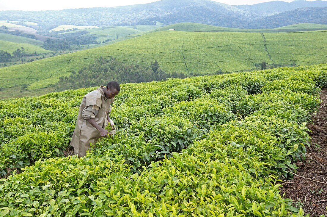 Burundi, Kibira National Park, Teza, Rwegura, Tea collection