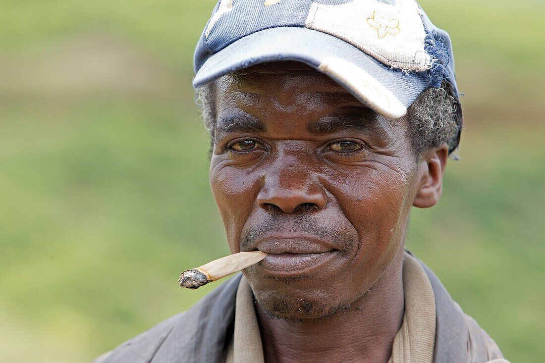 Burundi, Kibira National Park, Teza, Rwegura, Tea collection