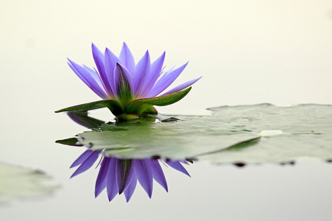 Burundi, Bugesera, nördliche Seen, Lotus