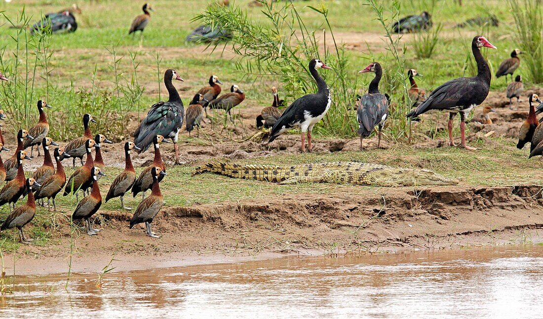 Burundi, Rusizi-Nationalpark, Nilkrokodil (Crocodylus niloticus), Weißgesicht-Pfeifgans (Dendrocygna viduata)