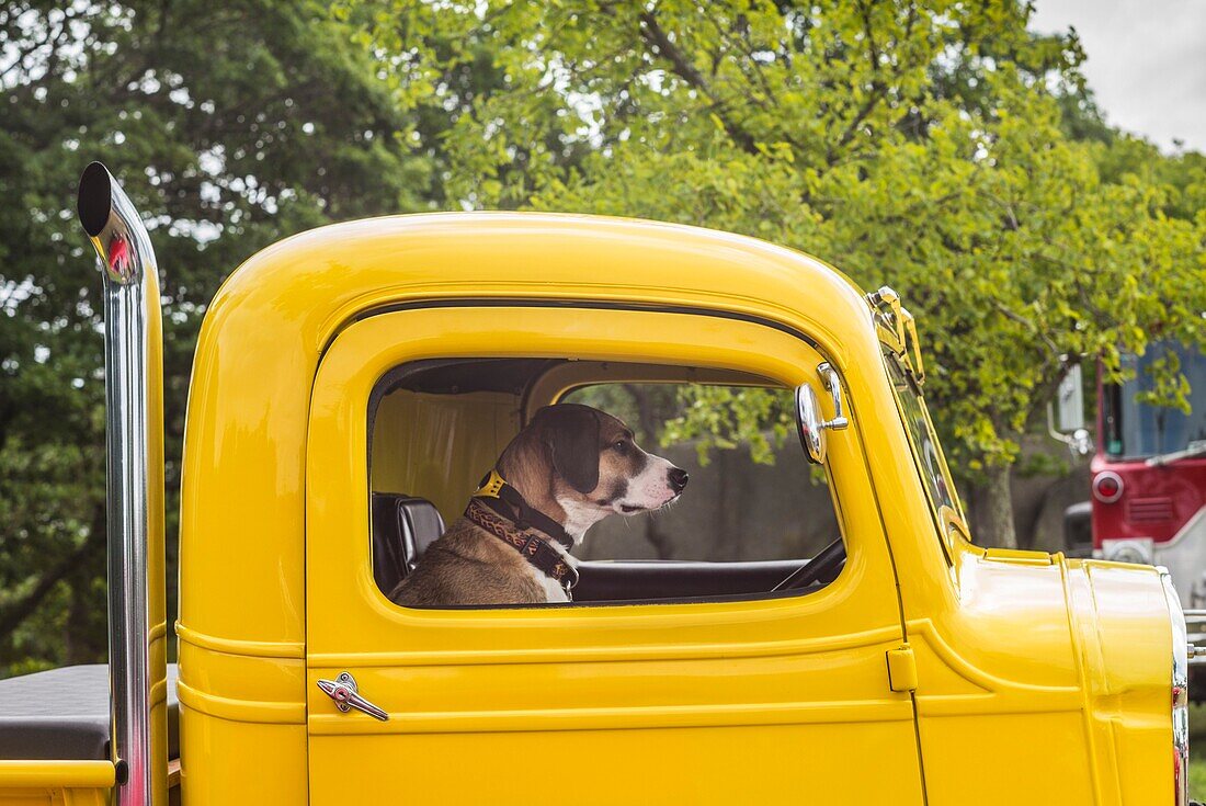 United States, New England, Massachusetts, Cape Ann, Gloucester, dog sitting inside yellow pickup truck