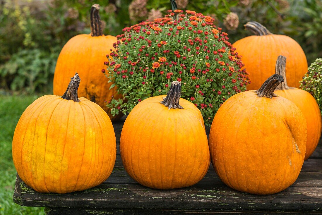 United States, Maine, Wells, autumn pumpkins