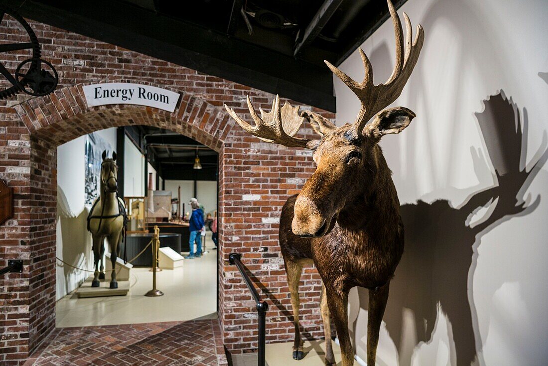 United States, Maine, Owls Head, Owls Head Transportation Museum, stuffed moose