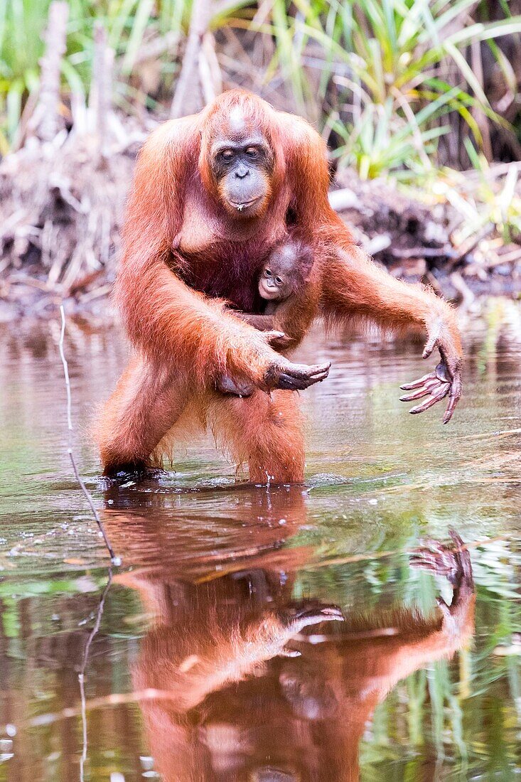 Indonesia, Borneo, Tanjung Puting National Park, Bornean orangutan (Pongo pygmaeus pygmaeus), Adult female with a baby near by the water of Sekonyer river