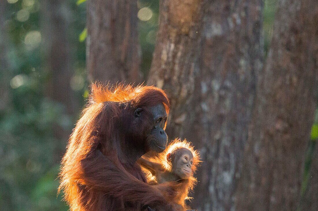 Indonesia, Borneo, Tanjung Puting National Park, Bornean orangutan (Pongo pygmaeus pygmaeus), Adult female with a baby