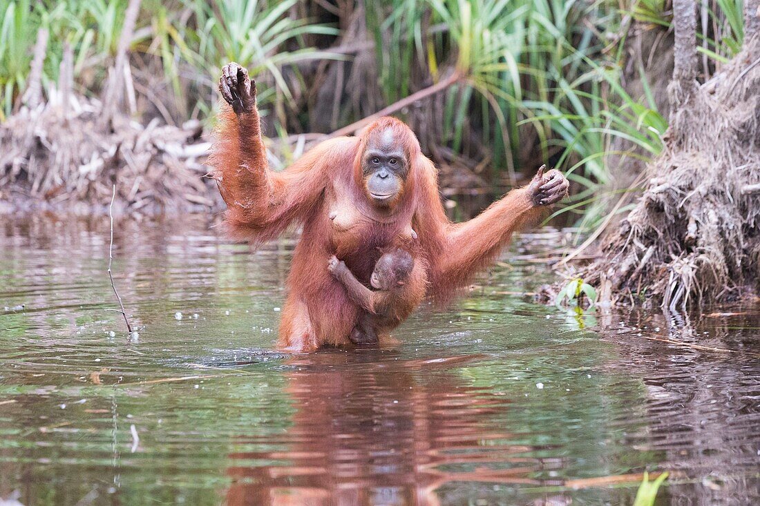 Indonesia, Borneo, Tanjung Puting National Park, Bornean orangutan (Pongo pygmaeus pygmaeus), Adult female with a baby near by the water of Sekonyer river