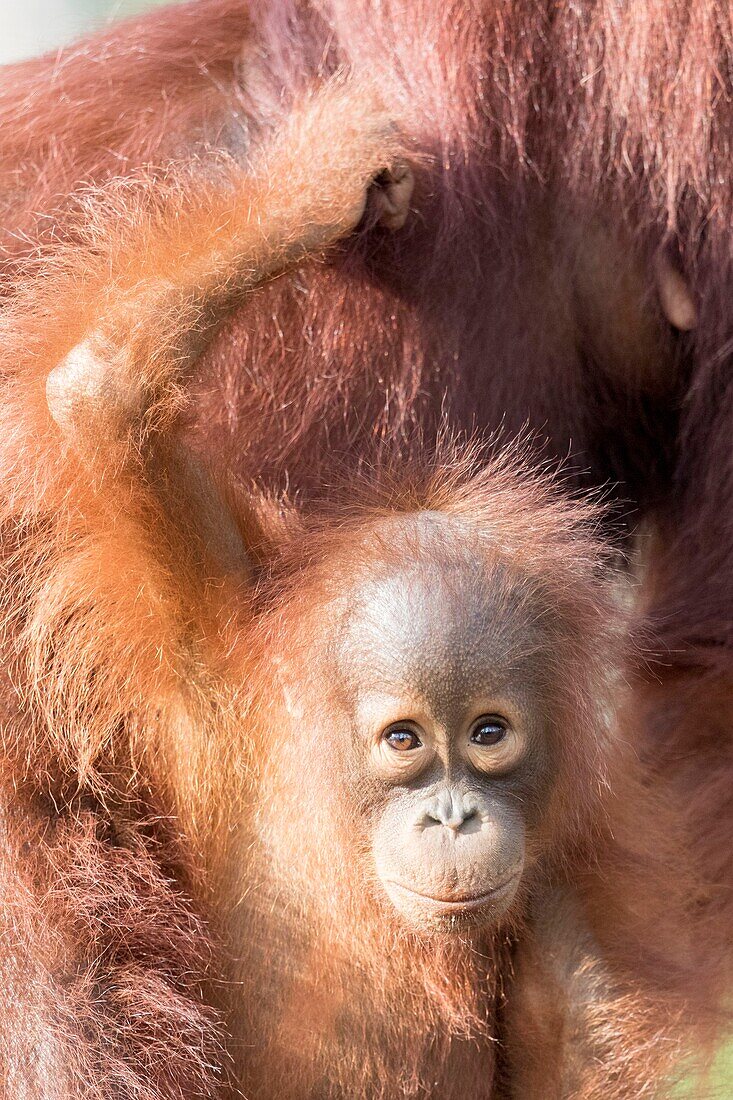 Indonesia, Borneo, Tanjung Puting National Park, Bornean orangutan (Pongo pygmaeus pygmaeus), Baby