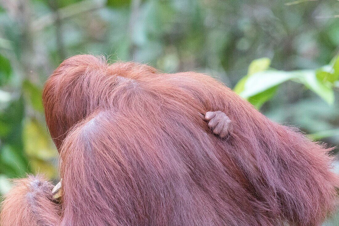 Indonesien, Borneo, Tanjung Puting National Park, Borneo Orang-Utan (Pongo pygmaeus pygmaeus), Erwachsenes Weibchen mit Baby am Wasser des Sekonyer Flusses