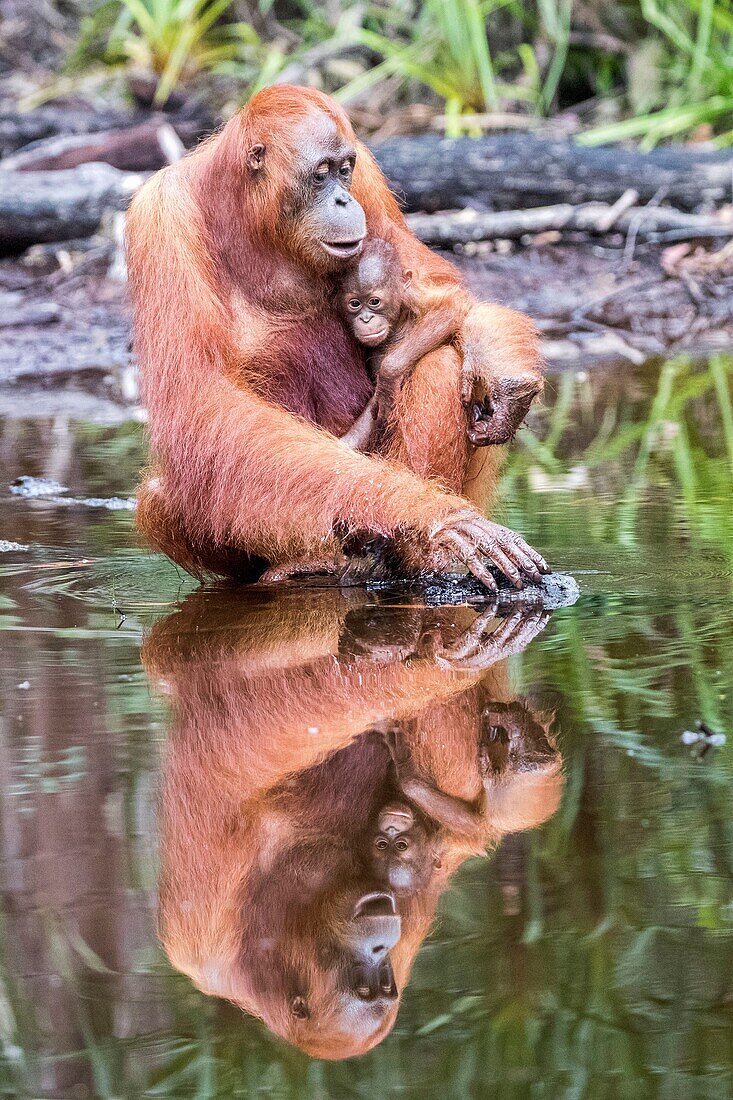 Indonesia, Borneo, Tanjung Puting National Park, Bornean orangutan (Pongo pygmaeus pygmaeus), Adult female with a baby near by the water of Sekonyer river