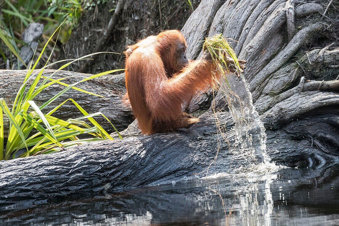 Indonesia, Borneo, Tanjung Puting National Park, Bornean orangutan (Pongo pygmaeus pygmaeus), Adult female with a baby near by the water of Sekonyer river