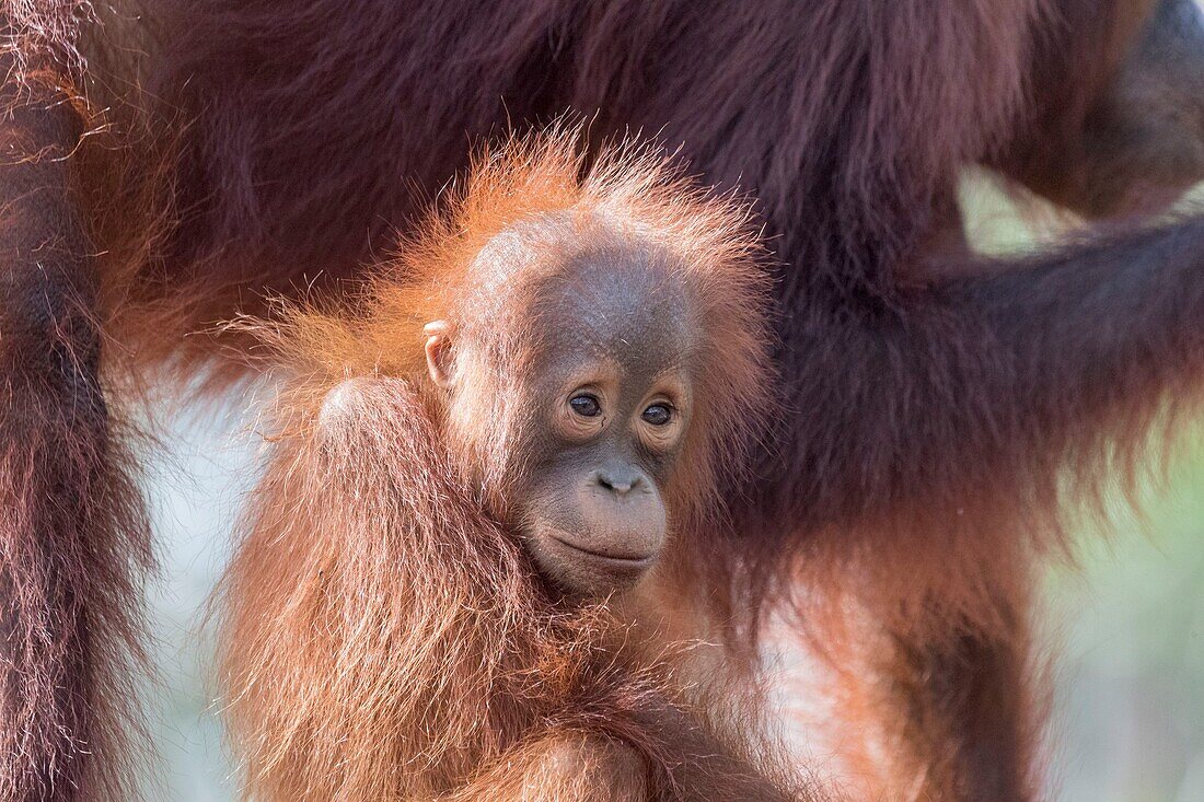 Indonesia, Borneo, Tanjung Puting National Park, Bornean orangutan (Pongo pygmaeus pygmaeus), Adult female with a baby, detail