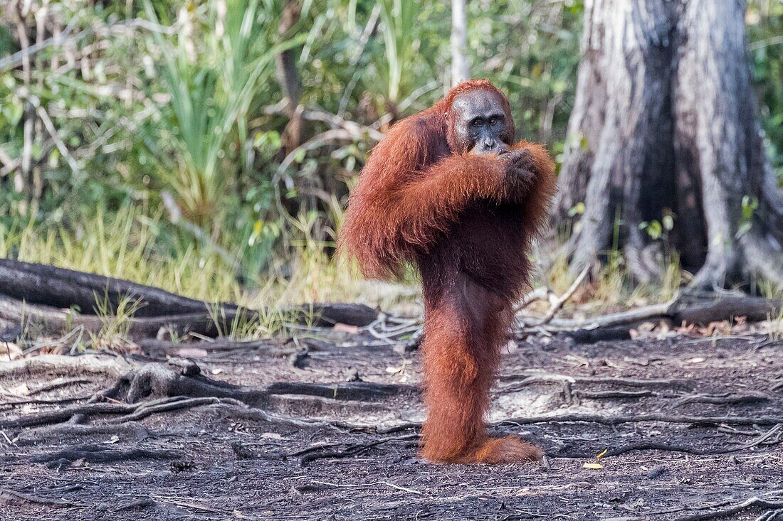 Indonesia, Borneo, Tanjung Puting National Park, Bornean orangutan (Pongo pygmaeus pygmaeus), near by the water of Sekonyer river