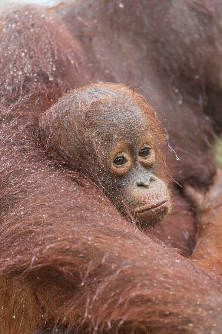 Indonesia, Borneo, Tanjung Puting National Park, Bornean orangutan (Pongo pygmaeus pygmaeus), Adult female with a baby